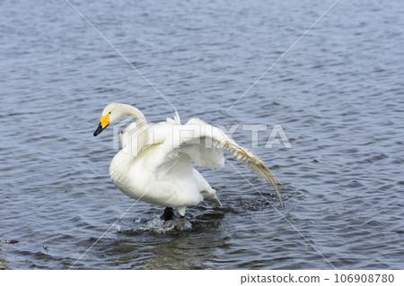 Swans on the shore of Lake Utonai Swans on the shore of Lake Utonai 106908780