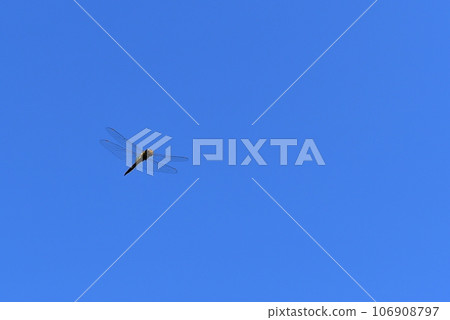 Dragonfly dragonfly dragonfly blue sky flight Dragonfly dragonfly dragonfly blue sky flight 106908797