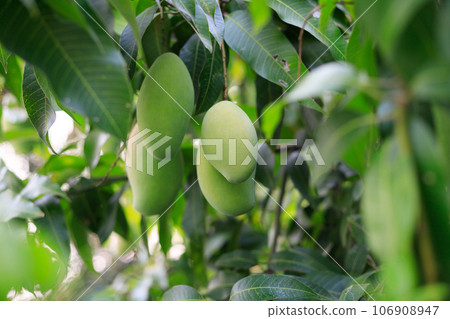 Fresh of unripe green mango fruit on the mango tree. Natural and organic high vitamin fruit from nature. Mangifera Indica L. mango fruit 106908947