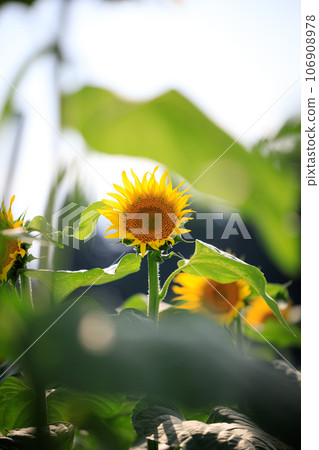 Sunflower field 106908978