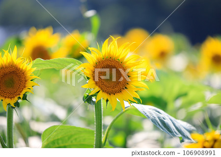 Sunflower field 106908991