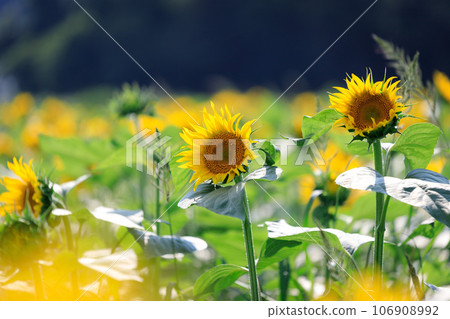 Sunflower field Sunflower field 106908992