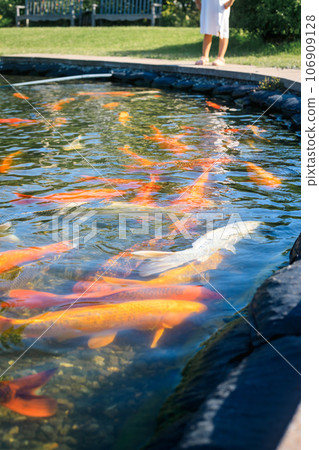A child looking into a koi pond 106909128