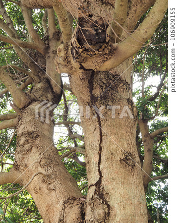 Tunnoki的行李箱 106909155