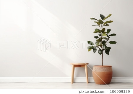 Ficus and stool near white wall, space for text. Home plants 106909329