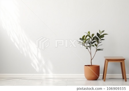 Ficus and stool near white wall, space for text. Home plants 106909335