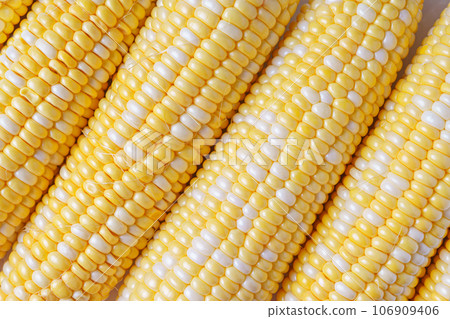 Fresh yellow sweet corn background, corncob with yellow and white grains close up. Fresh yellow sweet corn background, corncob with yellow and white grains close up. 106909406
