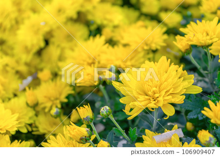 Fresh bright yellow chrysanthemums flowers in autumn garden Fresh bright yellow chrysanthemums flowers in autumn garden 106909407