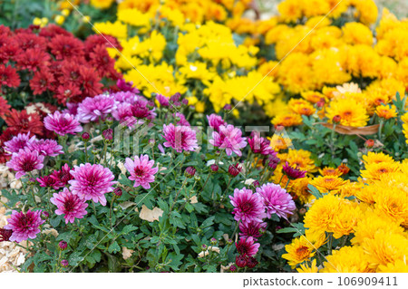 Fresh bright red, white and yellow chrysanthemums bushes in autumn garden Fresh bright red, white and yellow chrysanthemums bushes in autumn garden 106909411