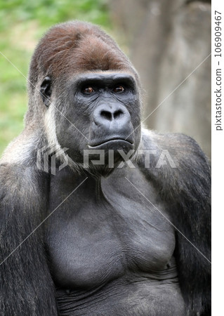 male gorilla portrait 106909467