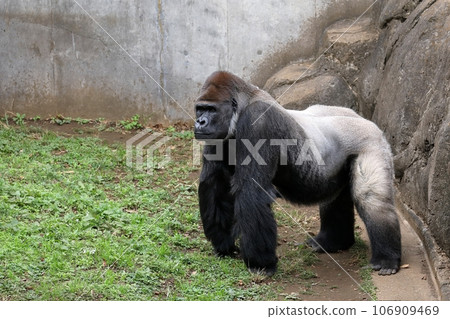 Gorilla crawling on all fours Gorilla crawling on all fours 106909469