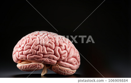 Human brain Anatomical Model, medical concept. Intelligence brain nervous system. Science study and learnm Psychologt Human brain Anatomical Model, medical concept. Intelligence brain nervous system. Science study and learnm Psychologt 106909884