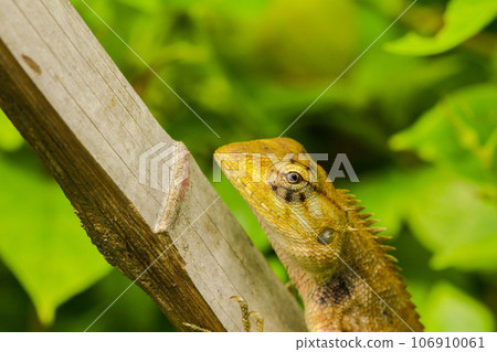 yellow chameleon on dry bamboo yellow chameleon on dry bamboo 106910061