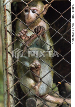 The monkey was trapped in a steel mesh cage. The monkey was trapped in a steel mesh cage. 106910092