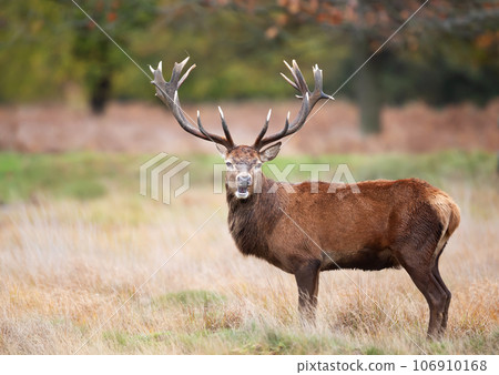 Portrait of a red deer stag in autumn 106910168