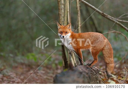 Red fox standing on fallen tree logs in a forest 106910170
