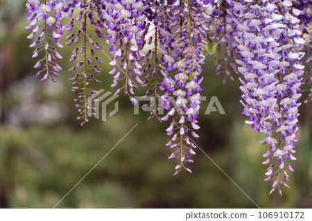 Blooming Wisteria Sinensis with classic purple flowers in full bloom in hanging racemes against a green background. Garden with wisteria in spring. 106910172