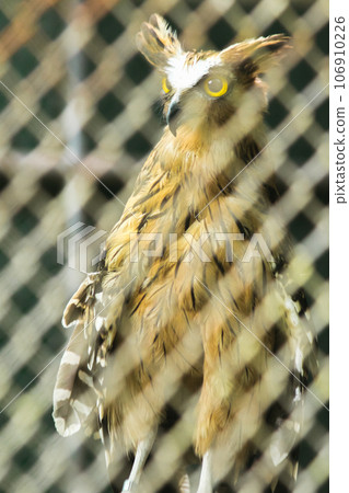 Fish owls in the cage are looking,Fish owls are a type of bird belonging to the family of owls with a brown body and white stripes. 106910226
