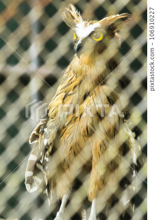 Fish owls in the cage are looking,Fish owls are a type of bird belonging to the family of owls with a brown body and white stripes. Fish owls in the cage are looking,Fish owls are a type of bird belonging to the family of owls with a brown body and white stripes. 106910227