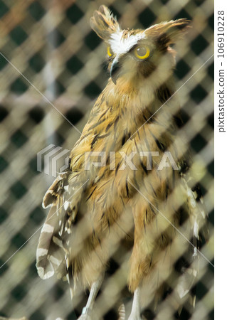 Fish owls in the cage are looking,Fish owls are a type of bird belonging to the family of owls with a brown body and white stripes. Fish owls in the cage are looking,Fish owls are a type of bird belonging to the family of owls with a brown body and white stripes. 106910228