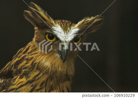 Fish owls in the cage are looking,Fish owls are a type of bird belonging to the family of owls with a brown body and white stripes. Fish owls in the cage are looking,Fish owls are a type of bird belonging to the family of owls with a brown body and white stripes. 106910229