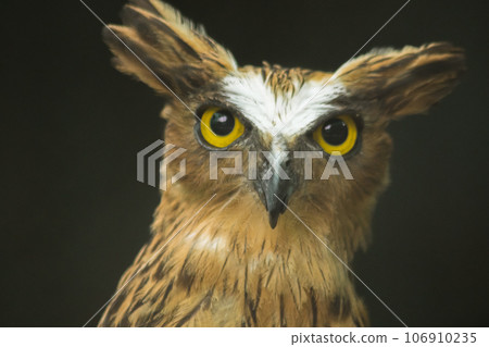 Fish owls in the cage are looking,Fish owls are a type of bird belonging to the family of owls with a brown body and white stripes. 106910235