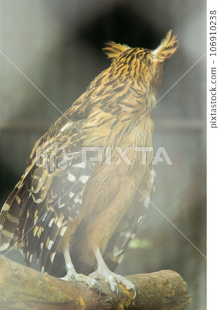 Fish owls in the cage are looking,Fish owls are a type of bird belonging to the family of owls with a brown body and white stripes. Fish owls in the cage are looking,Fish owls are a type of bird belonging to the family of owls with a brown body and white stripes. 106910238