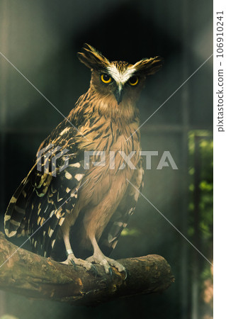 Fish owls in the cage are looking,Fish owls are a type of bird belonging to the family of owls with a brown body and white stripes. Fish owls in the cage are looking,Fish owls are a type of bird belonging to the family of owls with a brown body and white stripes. 106910241