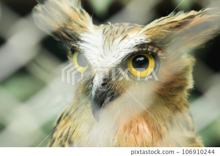 Fish owls in the cage are looking,Fish owls are a type of bird belonging to the family of owls with a brown body and white stripes. Fish owls in the cage are looking,Fish owls are a type of bird belonging to the family of owls with a brown body and white stripes. 106910244
