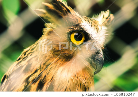 Fish owls in the cage are looking,Fish owls are a type of bird belonging to the family of owls with a brown body and white stripes. 106910247