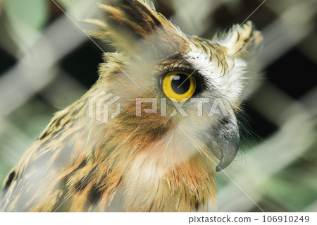 Fish owls in the cage are looking,Fish owls are a type of bird belonging to the family of owls with a brown body and white stripes. 106910249