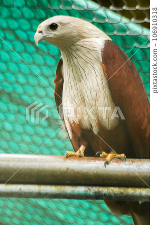The Brahminy Kite is a medium sized bird. It has reddish brown fur. The head and neck have small black stripes. The Brahminy Kite is a medium sized bird. It has reddish brown fur. The head and neck have small black stripes. 106910318