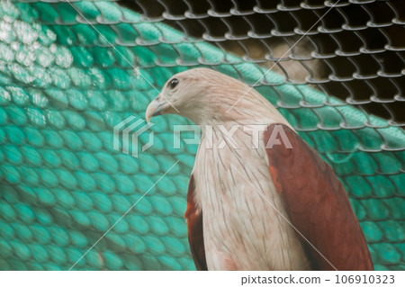 The Brahminy Kite is a medium sized bird. It has reddish brown fur. The head and neck have small black stripes. 106910323