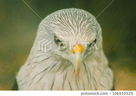 The Brahminy Kite is a medium sized bird. It has reddish brown fur. The head and neck have small black stripes. The Brahminy Kite is a medium sized bird. It has reddish brown fur. The head and neck have small black stripes. 106910329