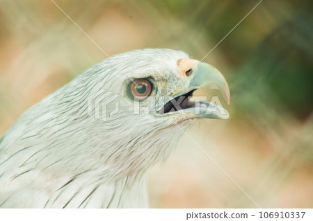 The Brahminy Kite is a medium sized bird. It has reddish brown fur. The head and neck have small black stripes. The Brahminy Kite is a medium sized bird. It has reddish brown fur. The head and neck have small black stripes. 106910337