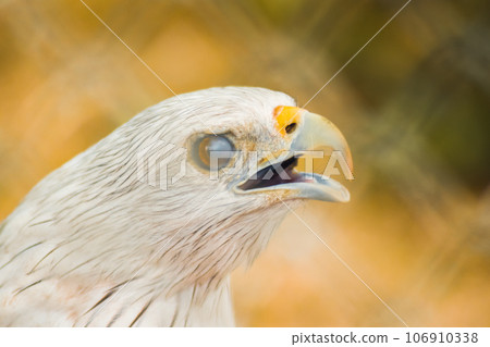 The Brahminy Kite is a medium sized bird. It has reddish brown fur. The head and neck have small black stripes. The Brahminy Kite is a medium sized bird. It has reddish brown fur. The head and neck have small black stripes. 106910338