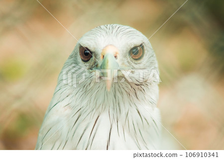The Brahminy Kite is a medium sized bird. It has reddish brown fur. The head and neck have small black stripes. The Brahminy Kite is a medium sized bird. It has reddish brown fur. The head and neck have small black stripes. 106910341