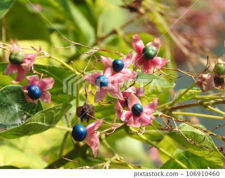 Rabbit fruit 106910460