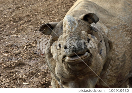 Portrait of an Indian rhinoceros looking up Portrait of an Indian rhinoceros looking up 106910480