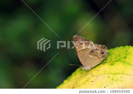 A butterfly posing with a dignified figure in the deep forest (macro lens used, strobe + natural light, close-up photo) 106910500
