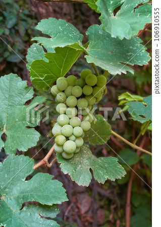 Green grapes on a vine in a vineyard. Close-up, red brick wall in the background, vertical picture. 106910555