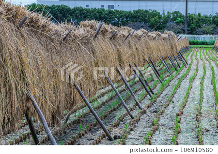 Scenery with old-fashioned rice racks 106910580