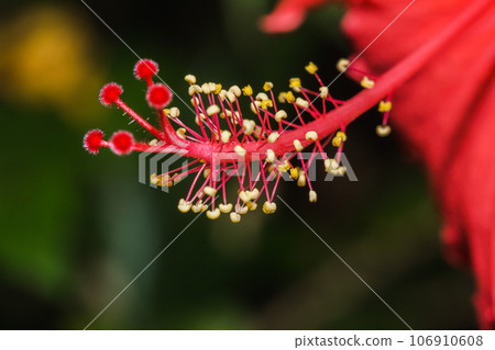 The red hibiscus flower has a stamen in the middle of one flower. 106910608