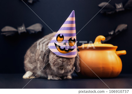 Halloween. A decorative lop-eared rabbit in a festive decorated hat with a cooking pot that looks like a pumpkin. Black background with bats Halloween. A decorative lop-eared rabbit in a festive decorated hat with a cooking pot that looks like a pumpkin. Black background with bats 106910737
