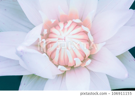 white lotus flower ,White lotus flower background 106911155