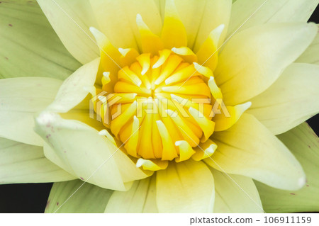 white lotus flower ,White lotus flower background white lotus flower ,White lotus flower background 106911159