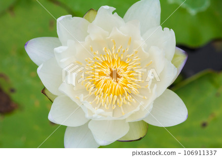 white lotus flower ,White lotus flower background 106911337