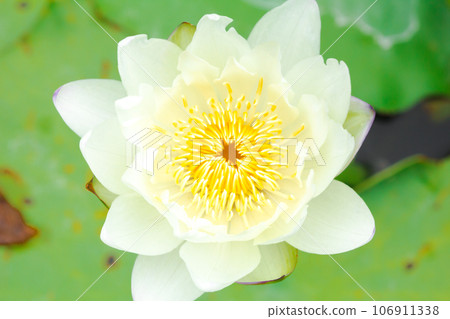 white lotus flower ,White lotus flower background white lotus flower ,White lotus flower background 106911338
