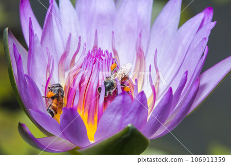 The little bee feeds on the nectar of the blooming purple lotus. 106911359