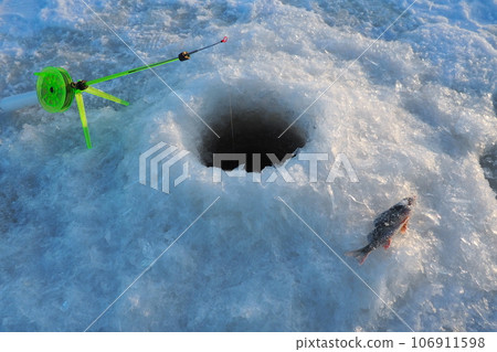 Frozen small perch on snow and ice. Catch caught during winter fishing. River perch or common perch Perca fluviatilis, ray-finned fish of the genus of freshwater perches. Fishing rod in the hole Frozen small perch on snow and ice. Catch caught during winter fishing. River perch or common perch Perca fluviatilis, ray-finned fish of the genus of freshwater perches. Fishing rod in the hole 106911598